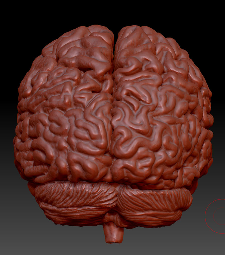 zBrain-3.jpg