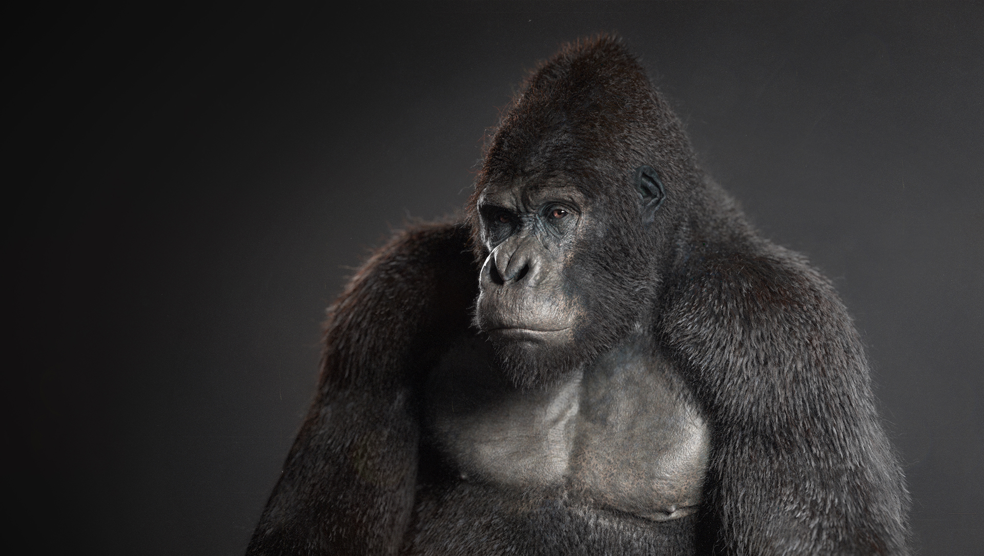 giant ape zbrush