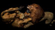LION FIGHT 8.jpg