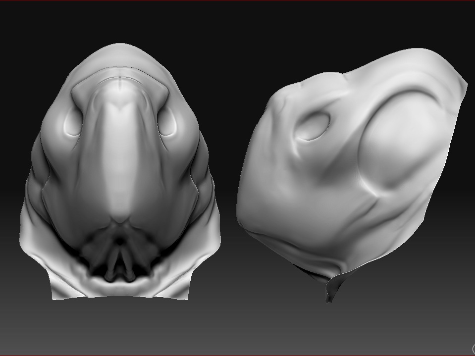 Head front and profile.jpg