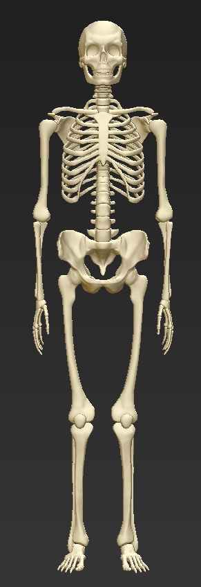 Ceryk_Skeleton2.jpg