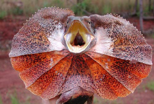 Frilled-lizard500.jpg