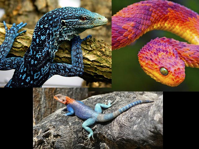 Reptiles.jpg