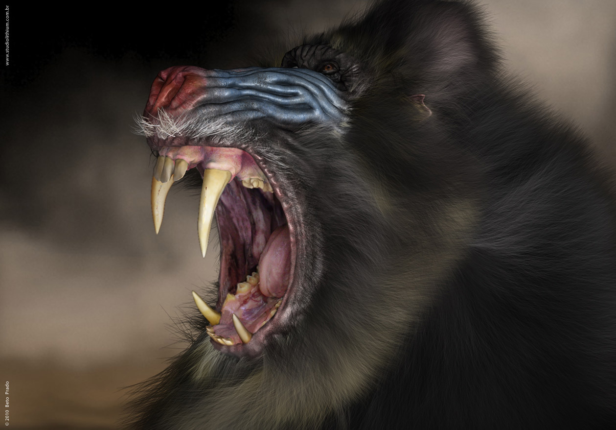 02_Mandrill_render.jpg