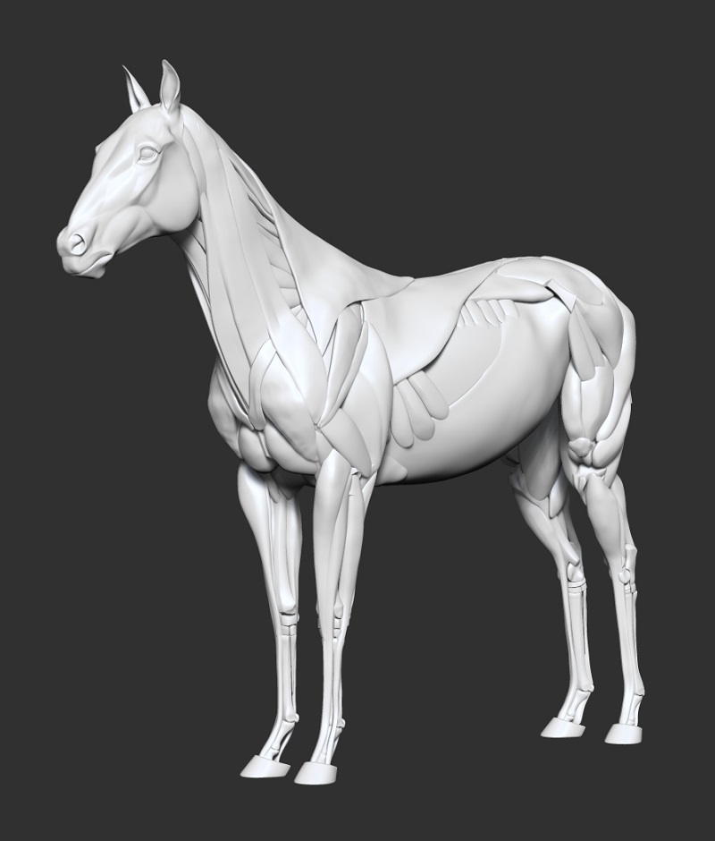 horse_ecorche01.jpg