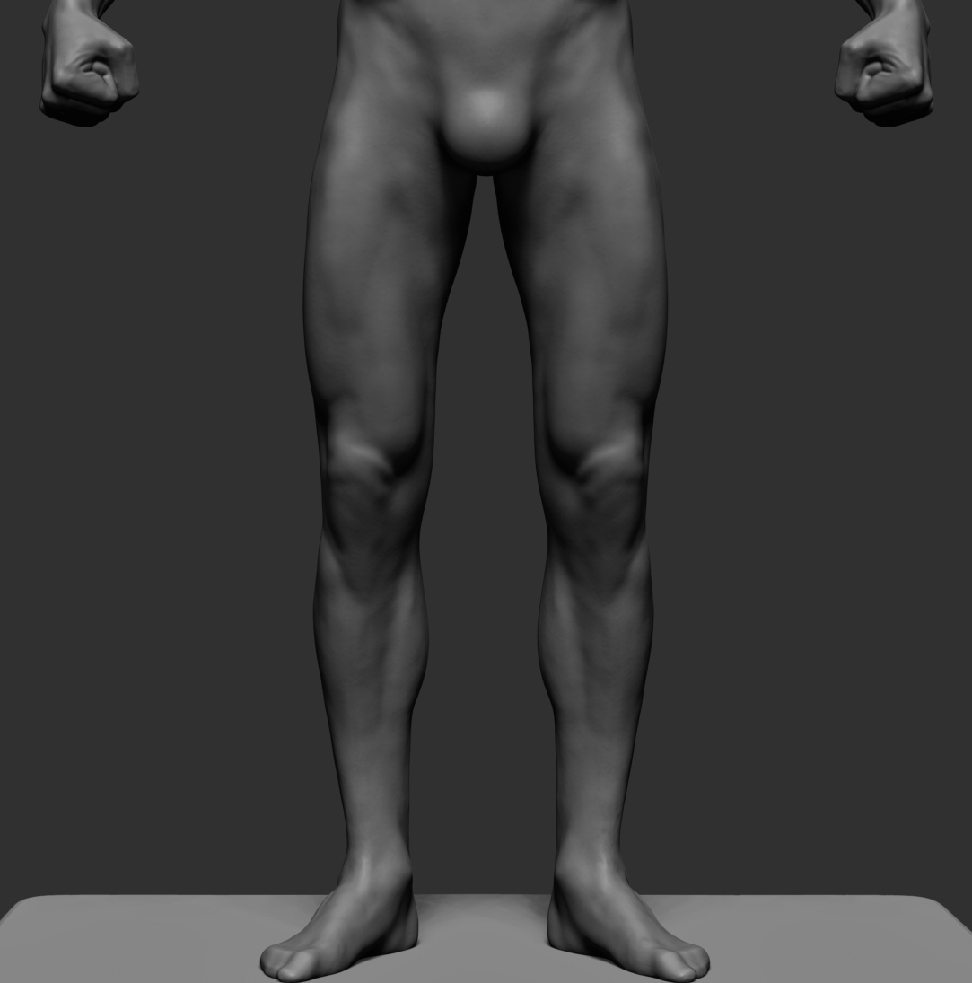 male_anatomy06