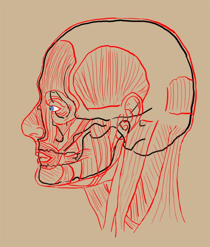 5_HeadStudy.jpg