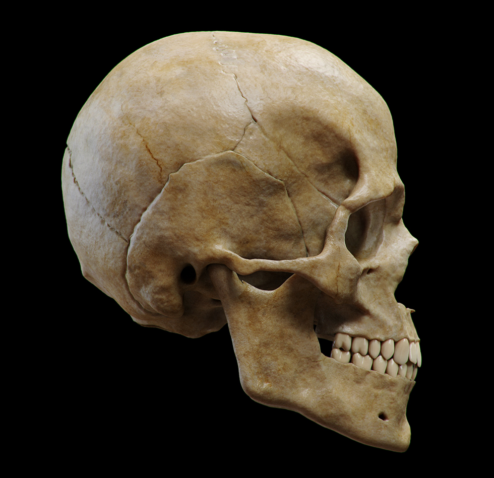 Cranio1.jpg