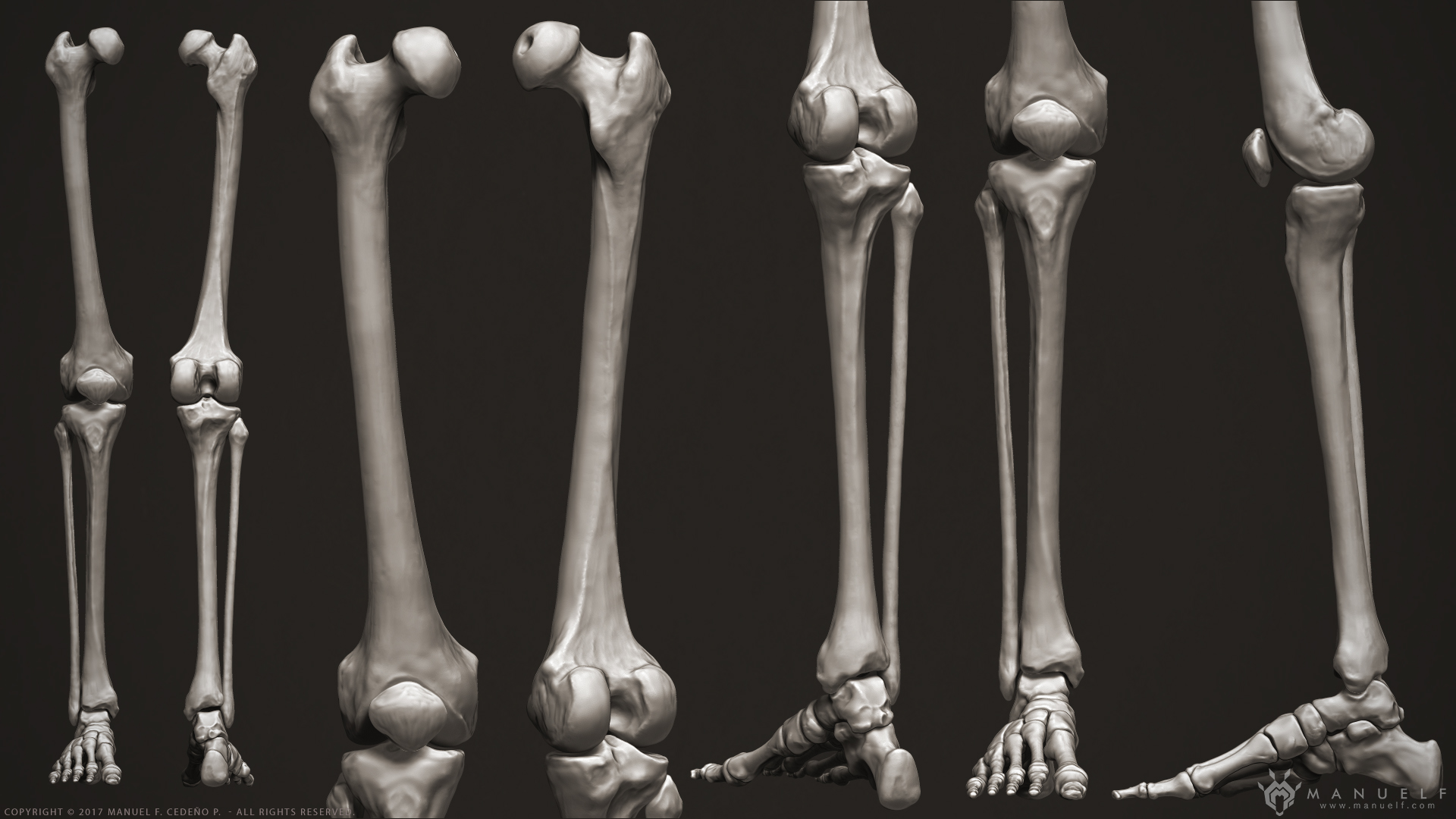 manuelf3d_Human_Skeleton_3D_LegViews.jpg