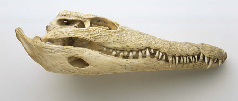 Crocodian Skull.jpg