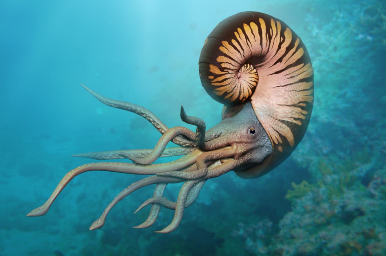 ammonite.JPG