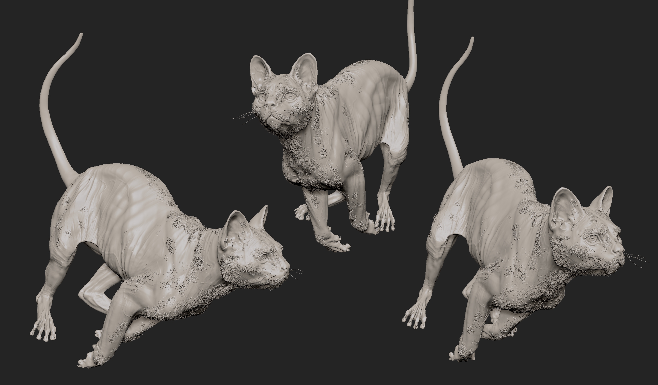 MarcusTrolldenier_SculptingAnatomy_week6_domestic_cat_04.jpg