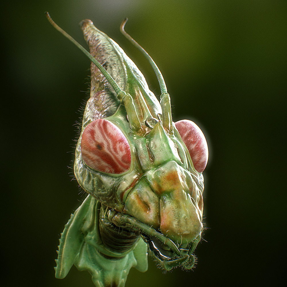 Idolomantis-Diabolica_02.jpg