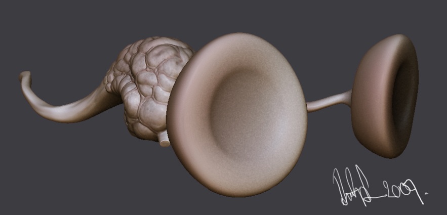 brain.jpg