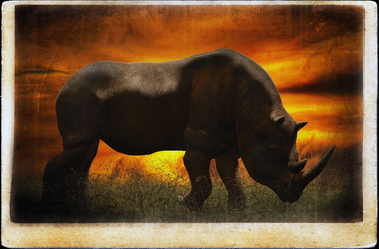 rhino.jpg