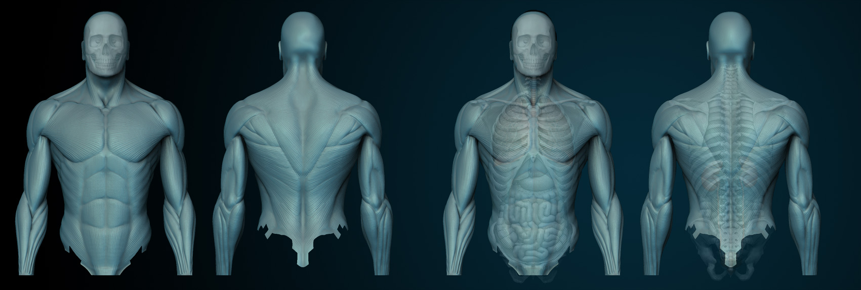 STARTMUSCLES.jpg