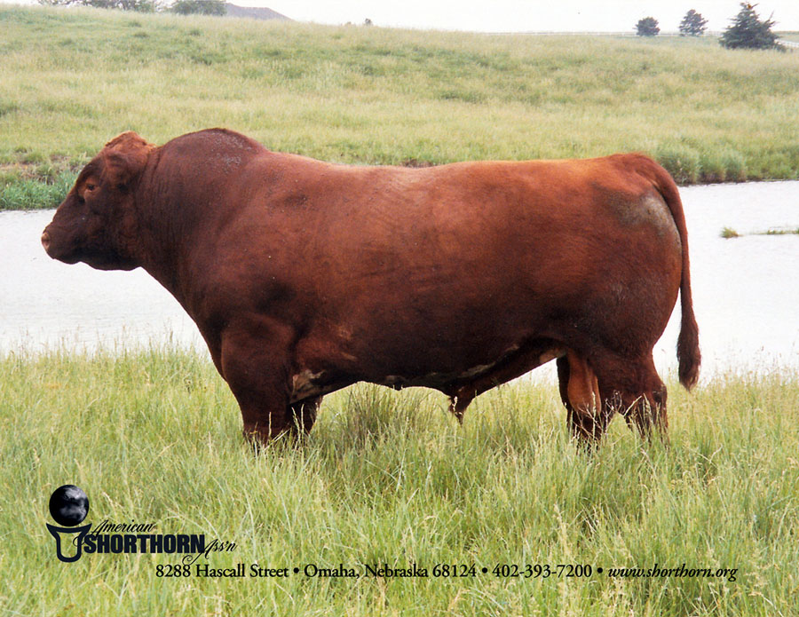 Shorthron%20bull.jpg