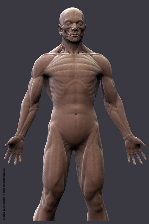 AnatWip03A.jpg