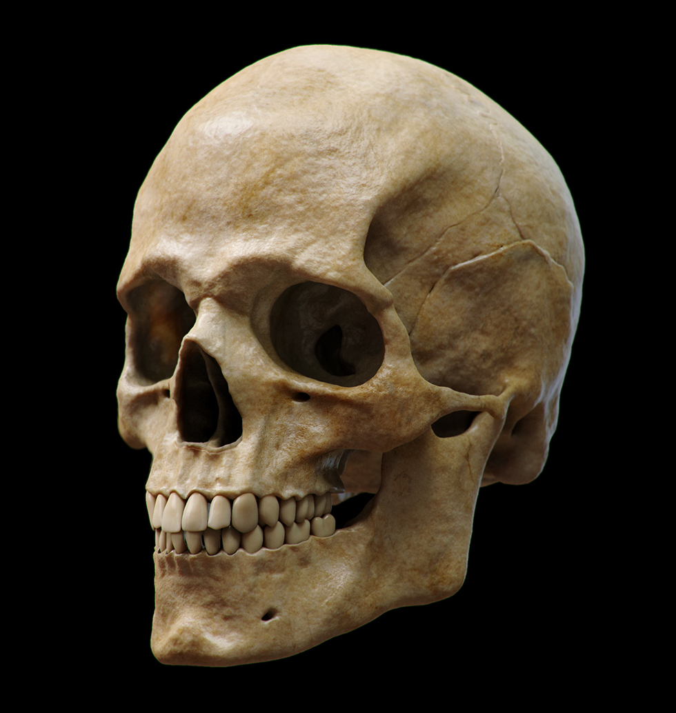Cranio2.jpg