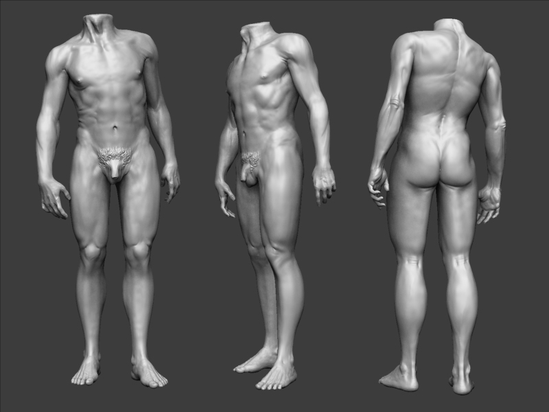 anatomy.jpg