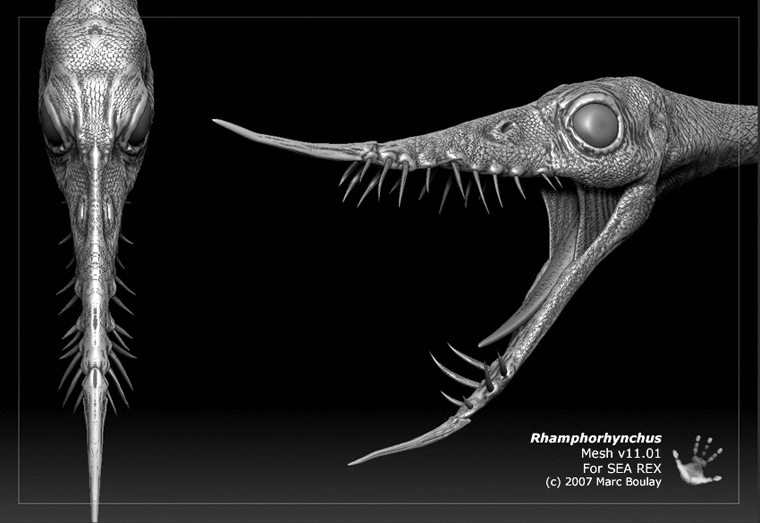 Rhamphorhynchus07.jpg