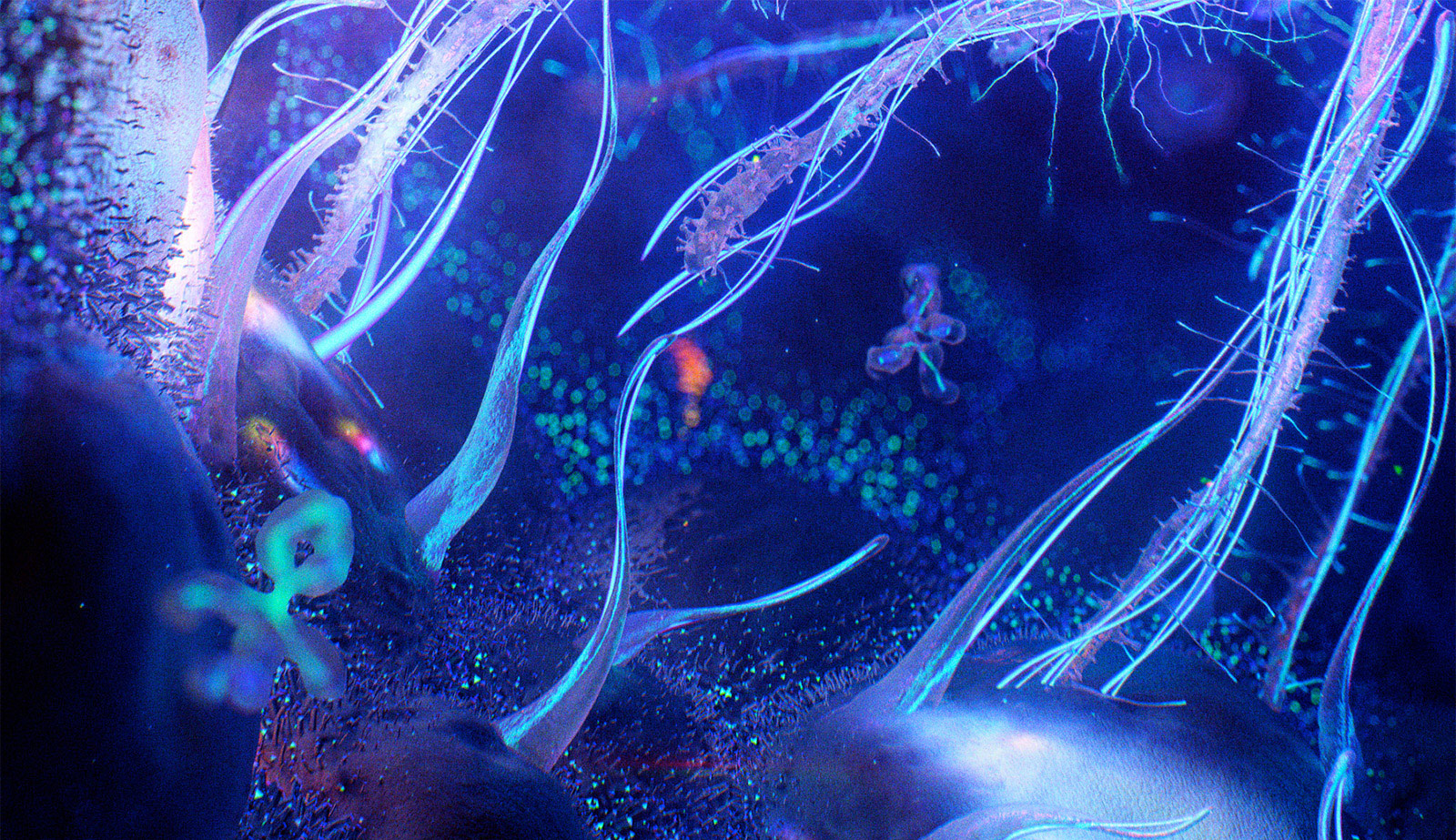 strain_cam_01_frag_2.jpg