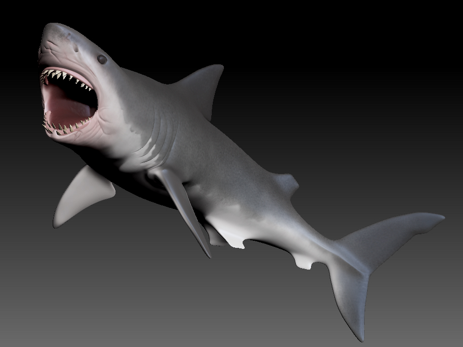 shark2.jpg