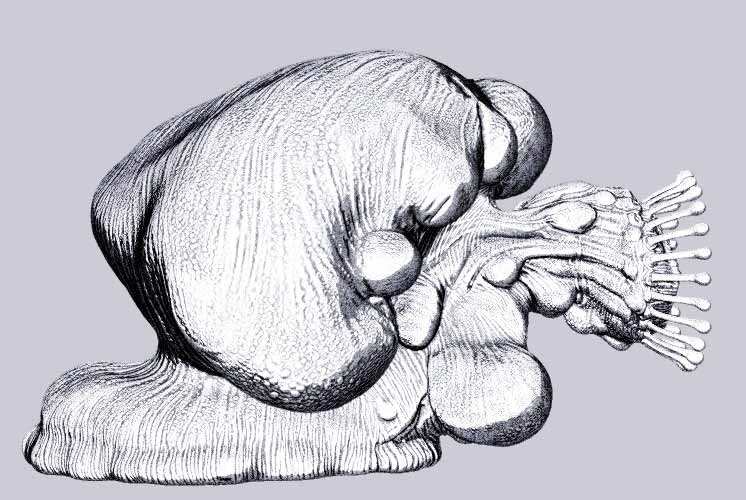 snailIllus04.jpg