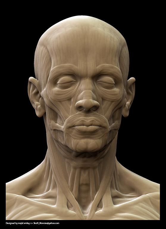 anatWip05Head.jpg