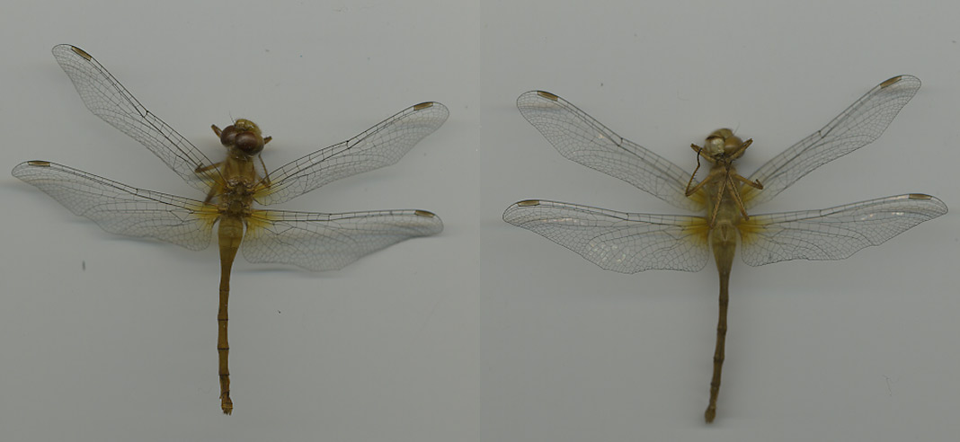 dragonfly.jpg