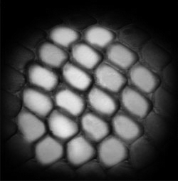 tile-scales.jpg
