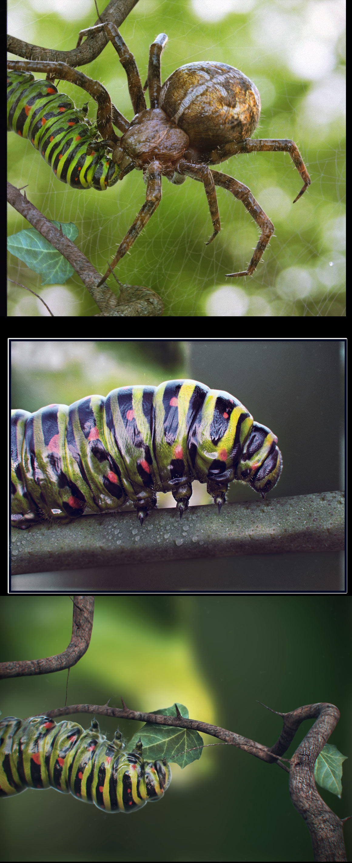 caterpillar-vs-spider_2011.jpg