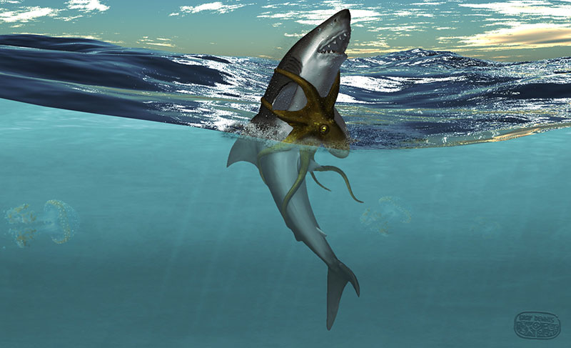 dg_shark_vs_octopus_low.jpg