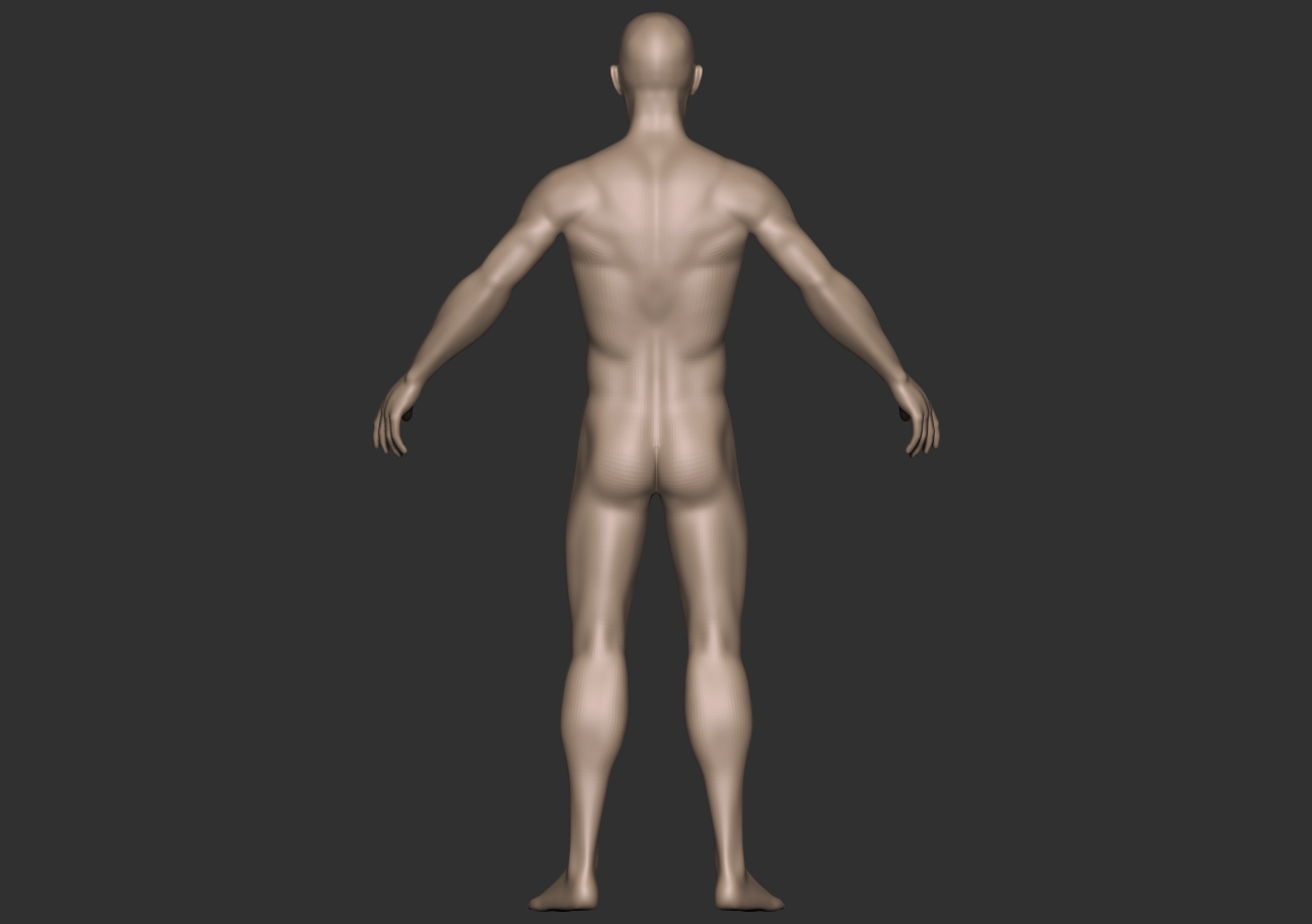 male anatomy_back.jpg