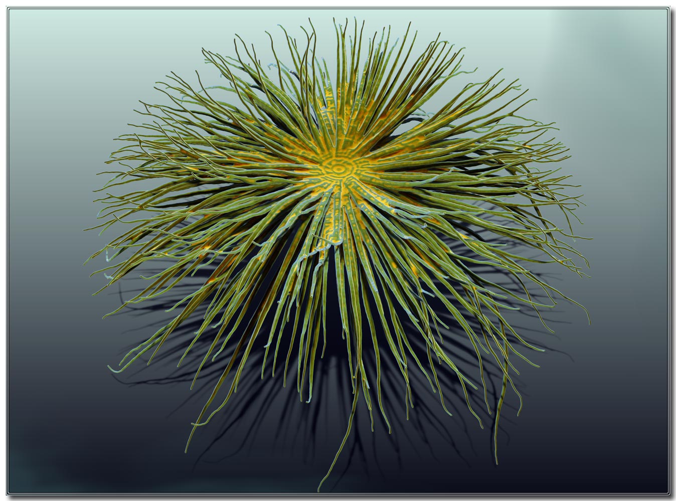 SeaStar.jpg