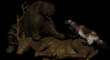 WOLVERINE GRIZZLY CONFRONTATION 1.jpg