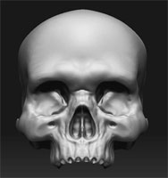 skull1.jpg