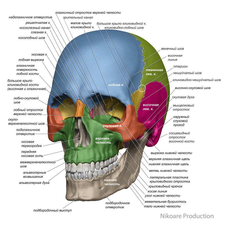 anat0000-big-1a.jpg