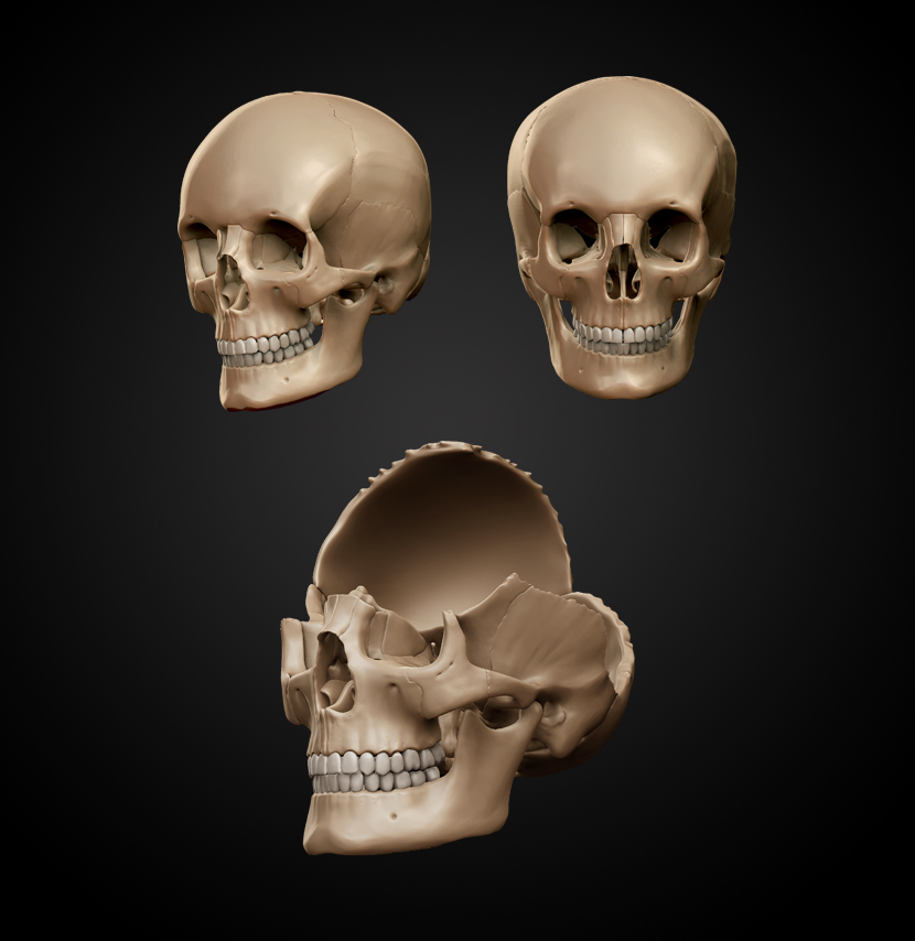 disarticulated-skull.jpg