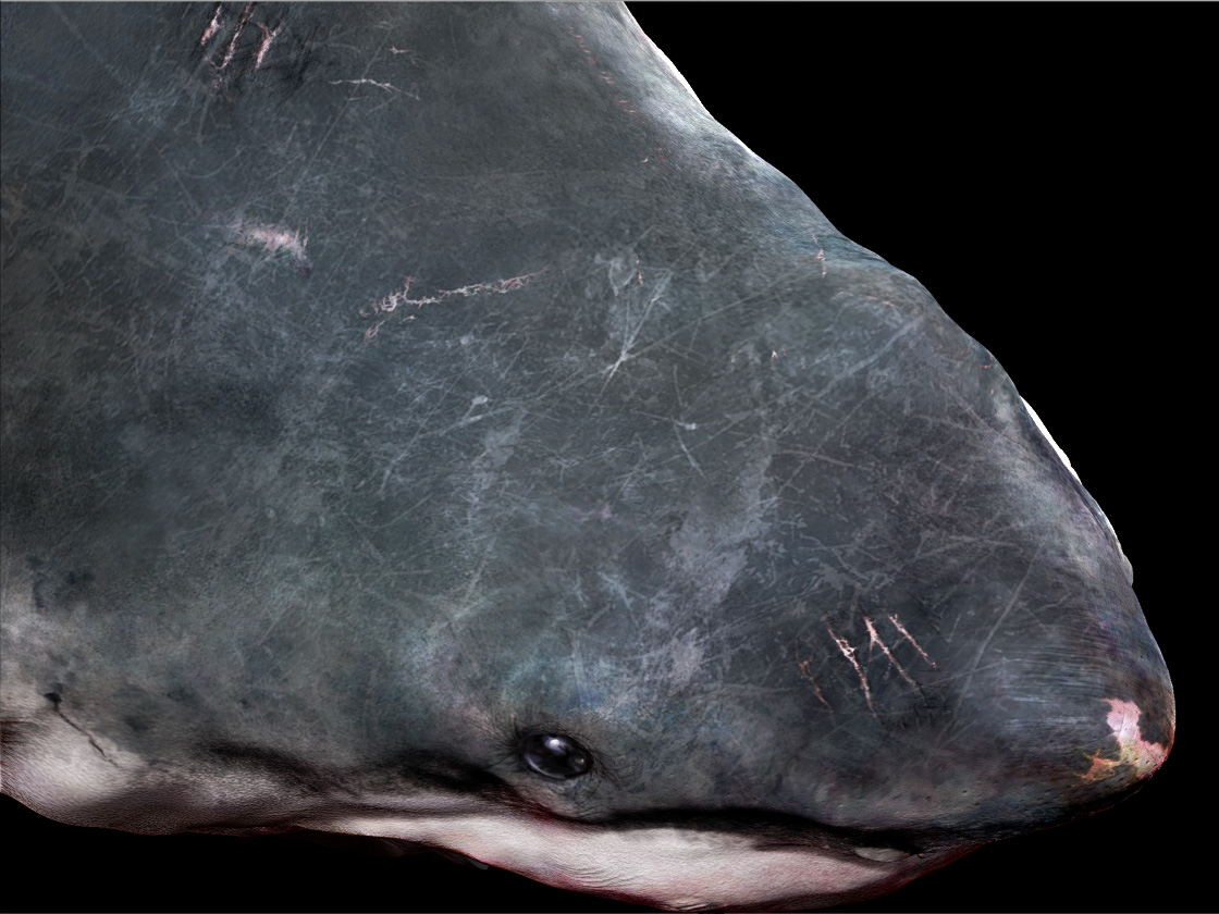 shark 3a grab.jpg