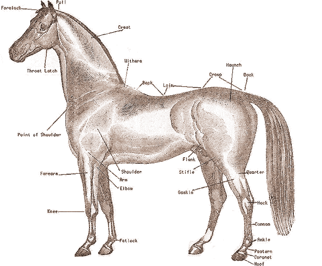horseanatomy.gif
