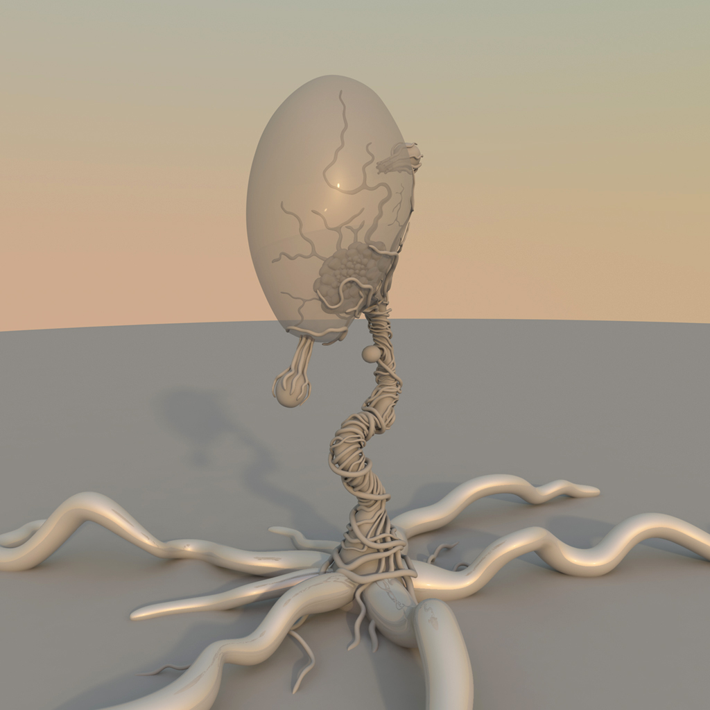 Balloon-plant1.jpg