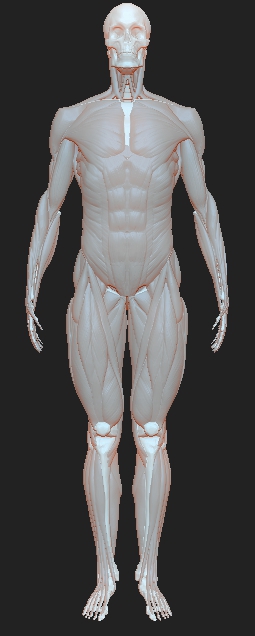 insertryanmale.jpg
