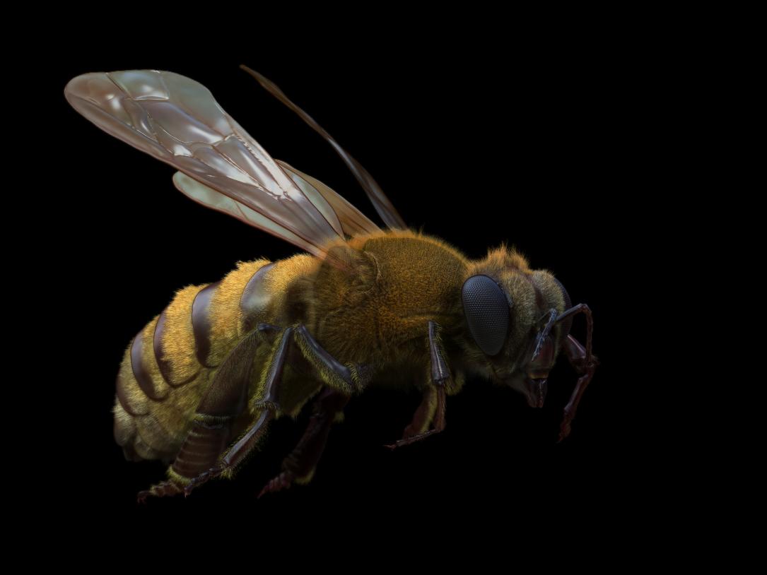 02_Render2_Bee.jpg