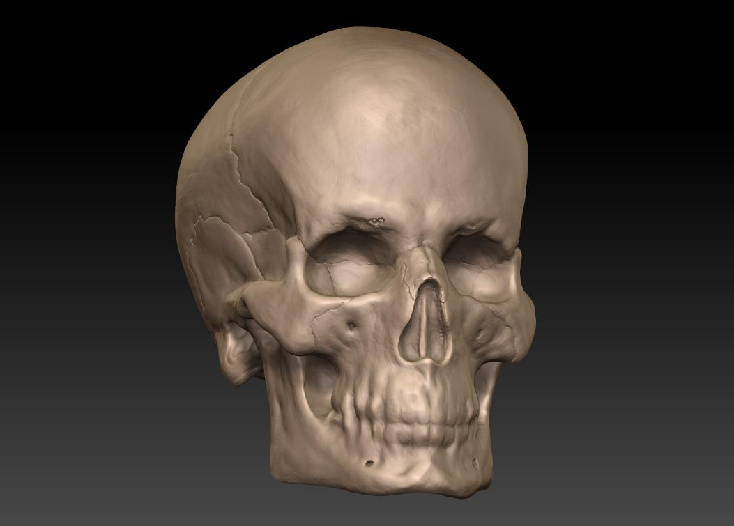 Cranium_2.jpg