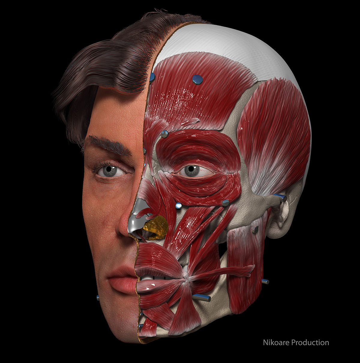 anat0003b-big copy.JPG