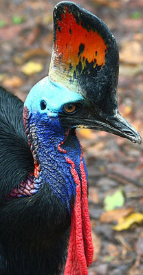 Cassowary.jpg