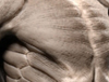 ecorche_wip02_thumb.jpg