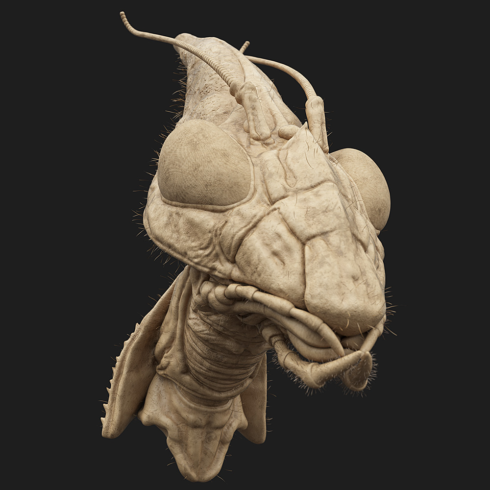 Idolomantis-Diabolica_Clay_02.jpg