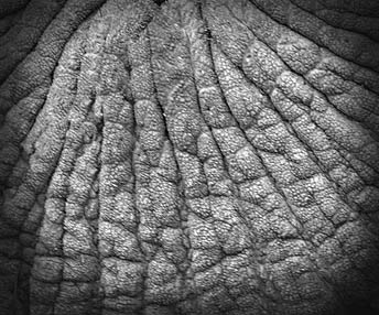 elephant%20trunka.jpg